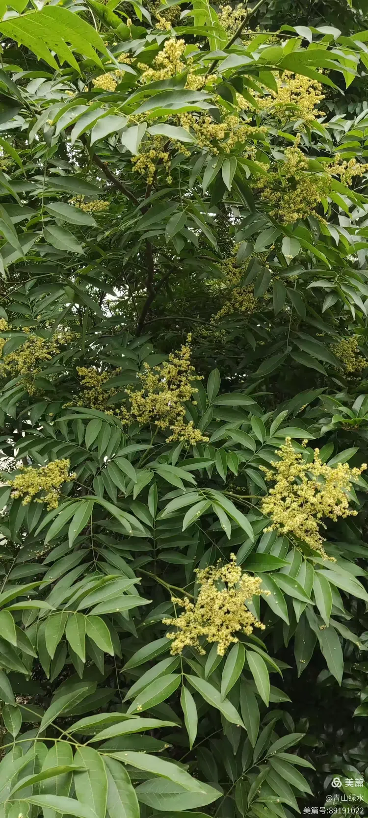 无患子(黄金树)